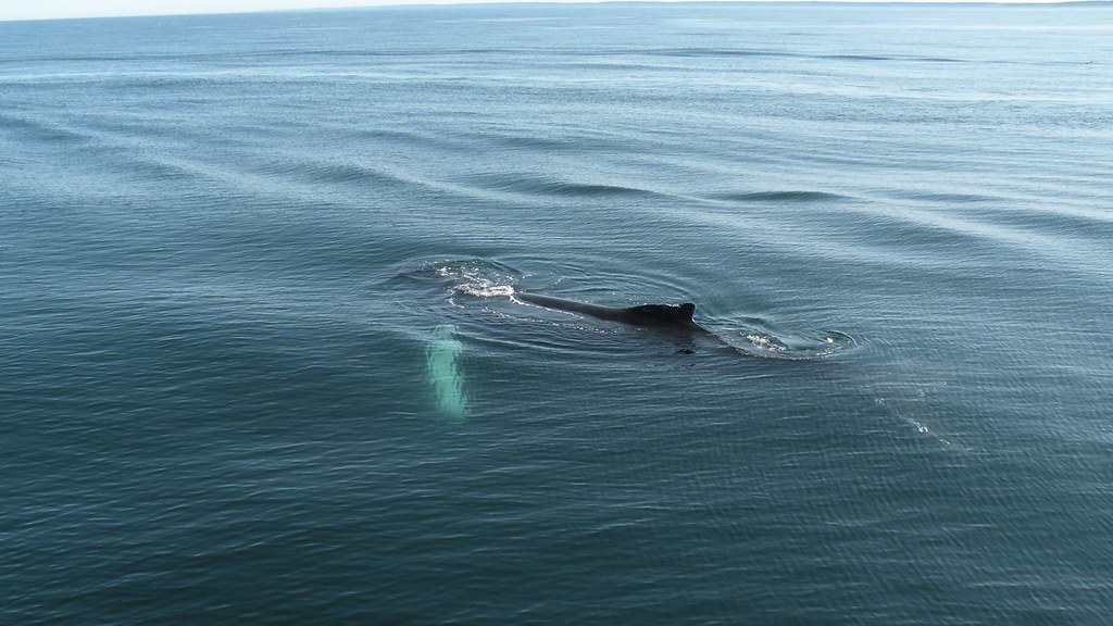 Wikipedia destaca a la ballena jorobada y su cría