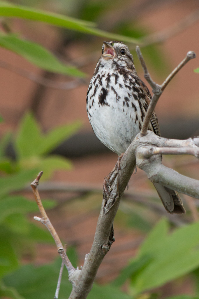 Aves brasileñas superan en volumen a elefantes y motosierras
