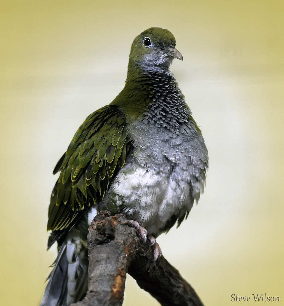 La paloma frutera de Palaos, ave nacional del archipiélago