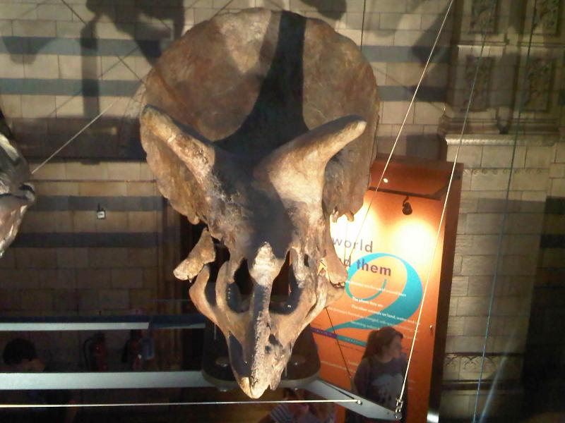 Los cuernos de dinosaurios evolucionaron para pelear mejor