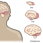 Un virus ancestral y el misterio del cerebro humano