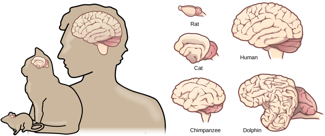 Un virus ancestral y el misterio del cerebro humano