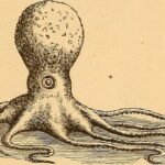 Pulpo escapa de la muerte en nueva serie de Blue Planet III