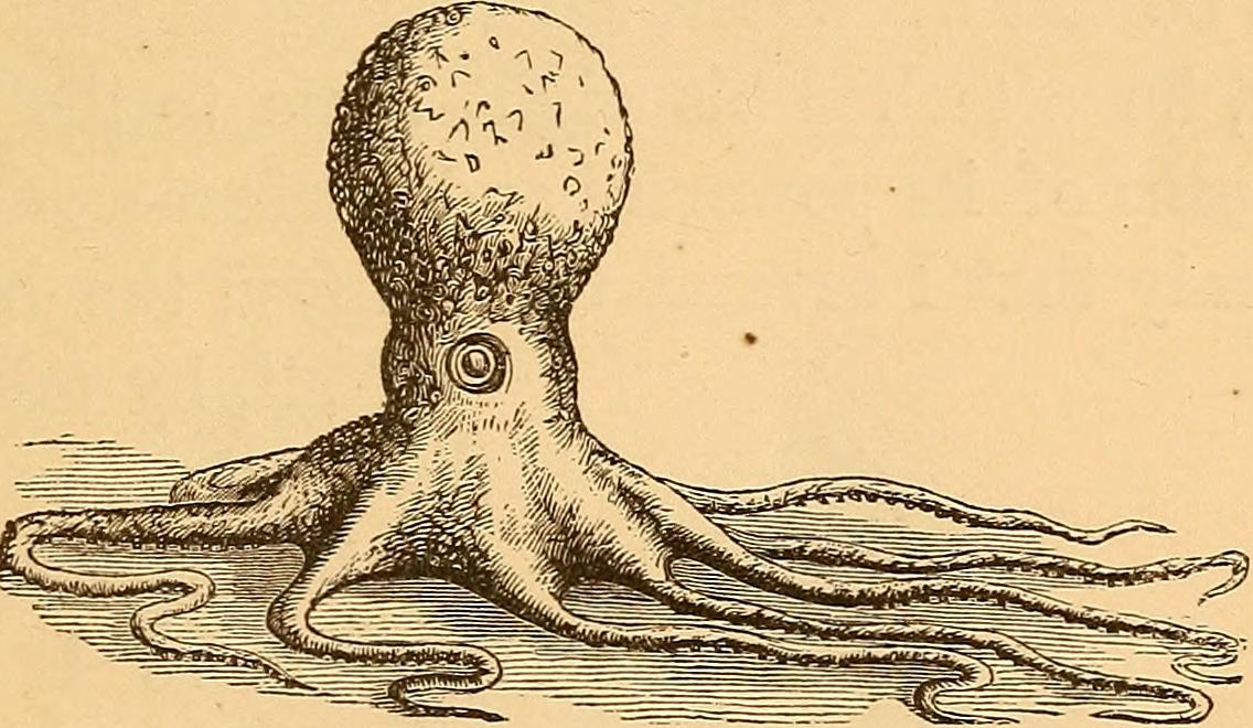 Pulpo escapa de la muerte en nueva serie de Blue Planet III