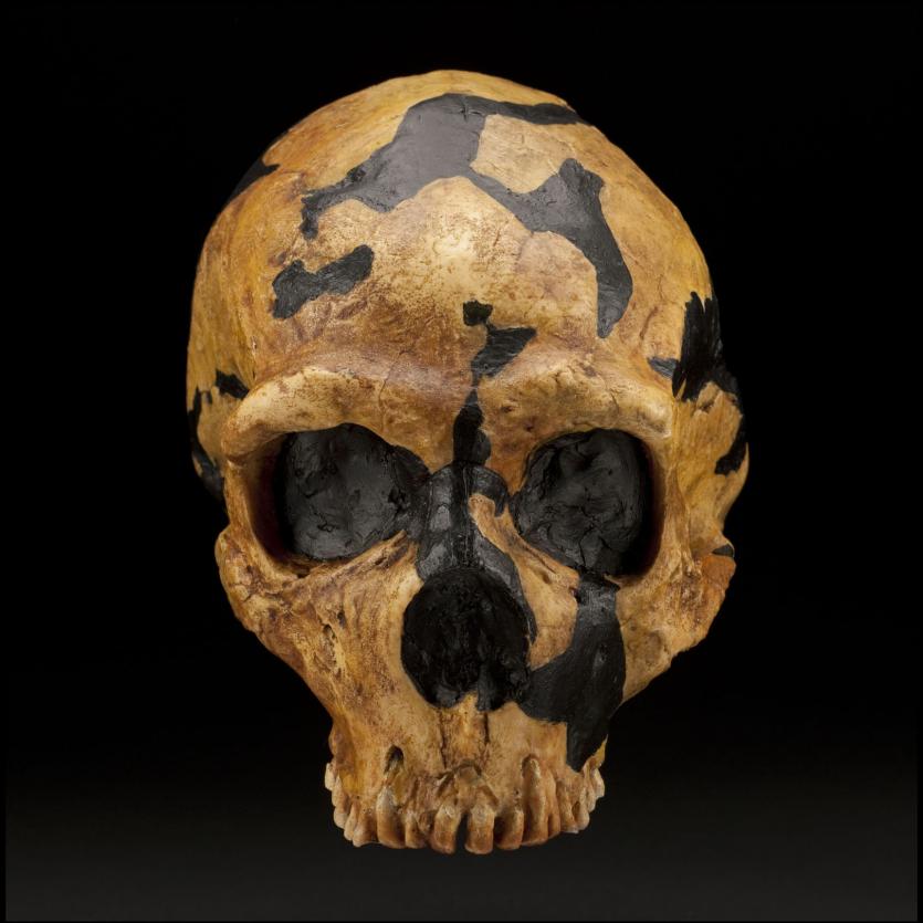 Un hueso neandertal revela posible ataque mortal con lanza