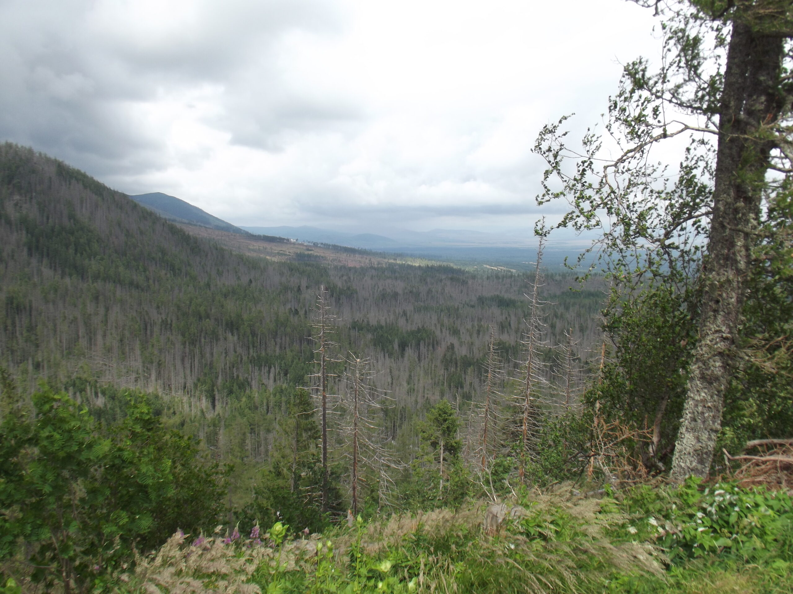 Plagas importadas amenazan los bosques de EU
