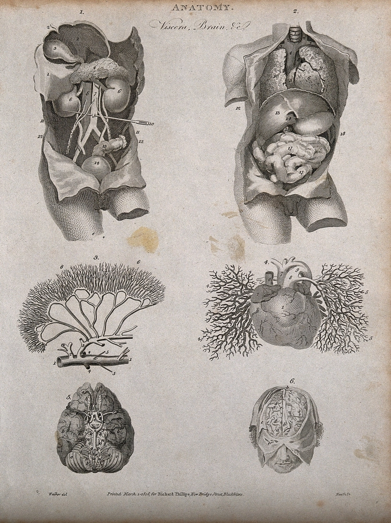Imagen: Autor desconocido, CC0 1.0 (vía Openverse). APOE4 dañaría vasos cerebrales y detonaría Alzheimer